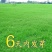 草坪种子草籽四季常青绿化狗牙根黑麦草护坡草皮草子庭院草籽