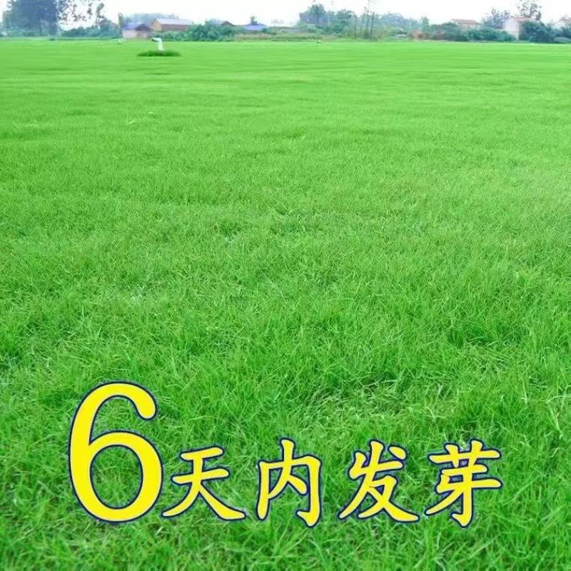 草坪种子草籽四季常青绿化狗牙根黑麦草护坡草皮草子庭院草籽