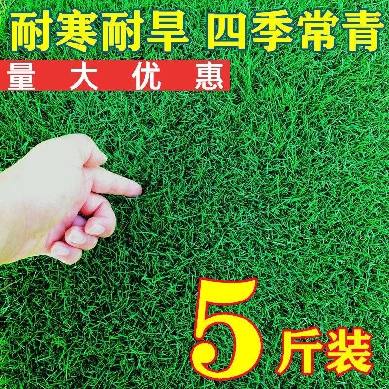 草坪种子草籽四季常青绿化狗牙根黑麦草护坡草皮草子庭院草籽
