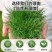 草坪种子草籽四季常青绿化狗牙根黑麦草护坡草皮草子庭院草籽