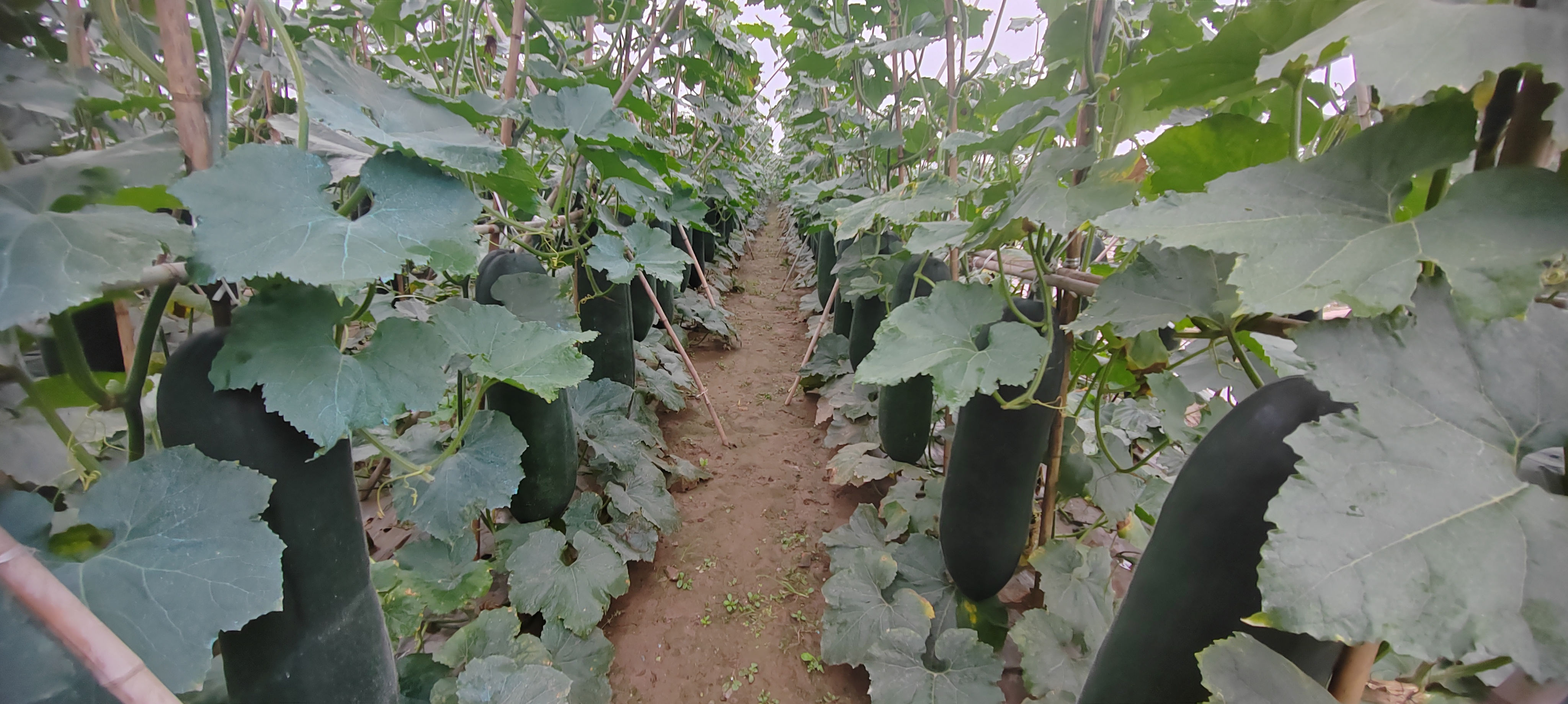 现代化的农产品加工车间内, conveyor belt上传送着大小一致的黑皮冬瓜,工人正在对其进行清洗、称重、贴标和泡沫网套包裹,背景墙上悬挂着‘郸城黑皮冬瓜·国家地理标志保护产品培育对象’的标识牌 郸城黑皮冬瓜分级包装车间内景