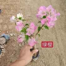 三角梅小苗品种齐全多个规格福建漳州三角梅基地