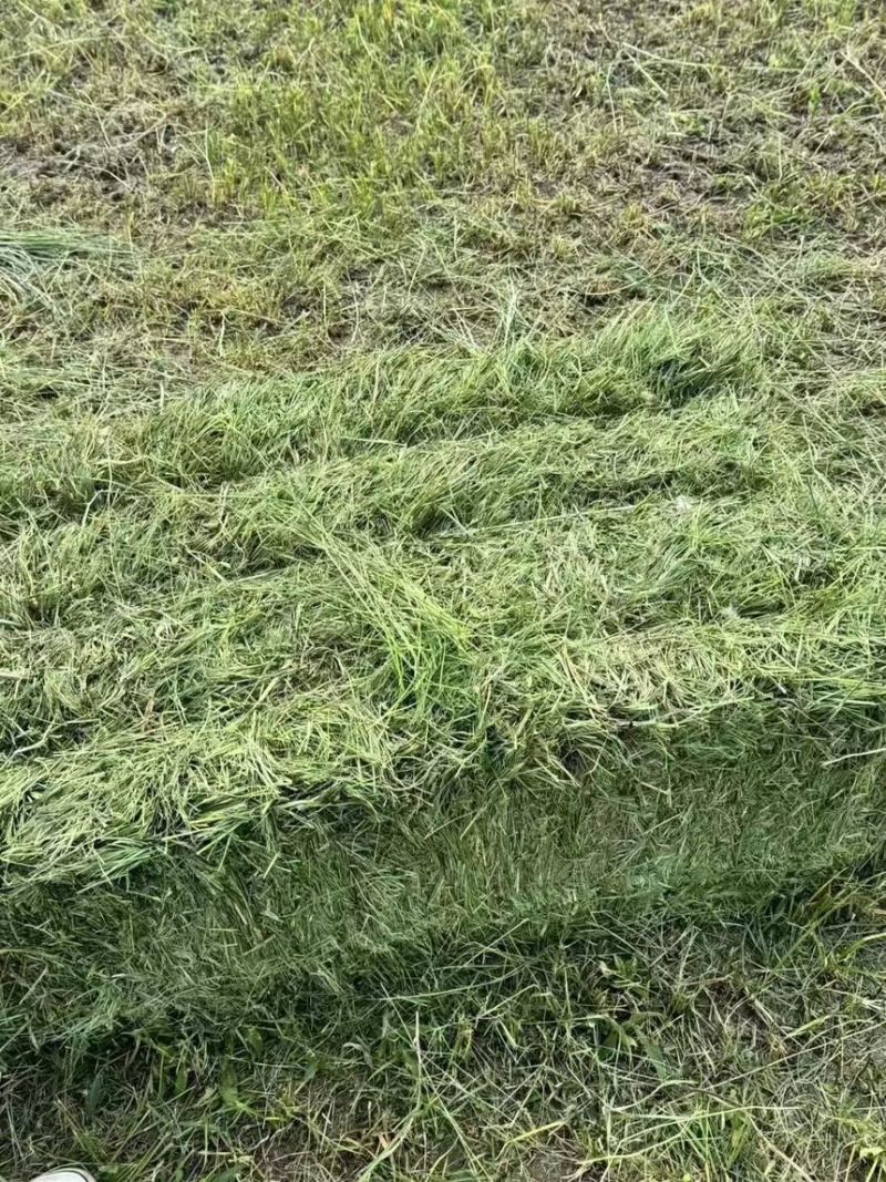 牧草