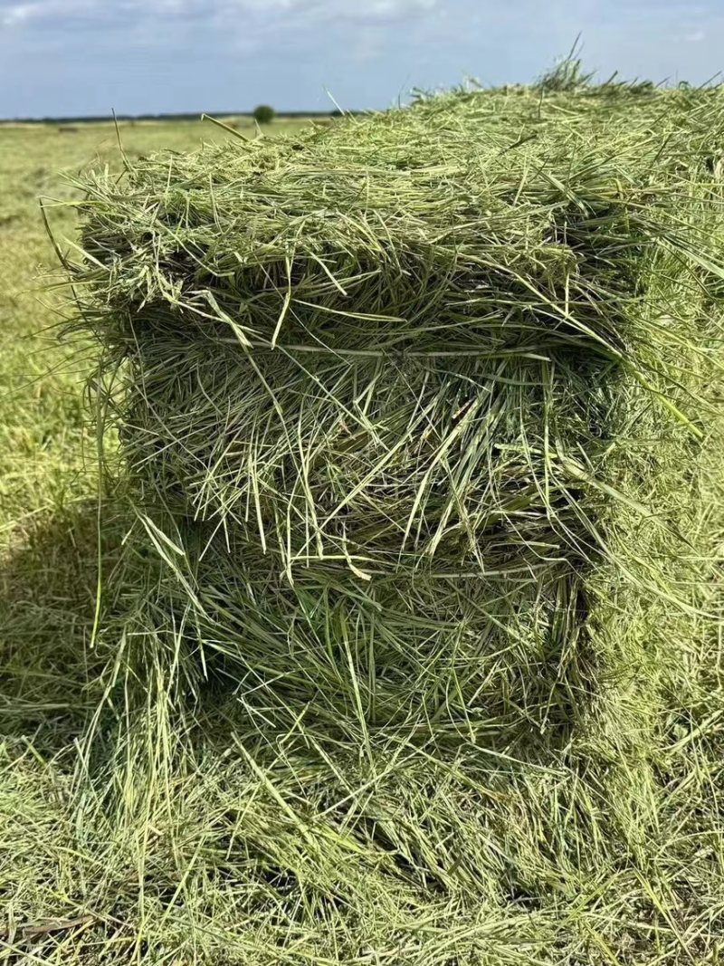 牧草