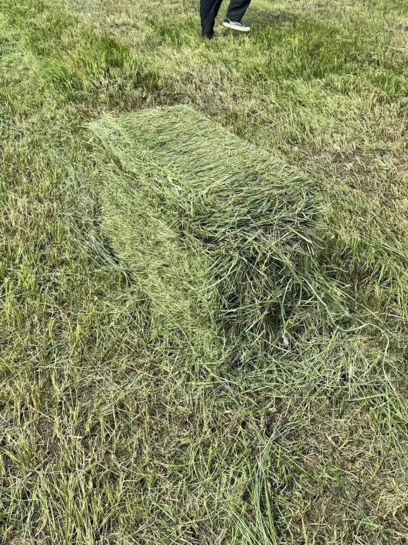 牧草
