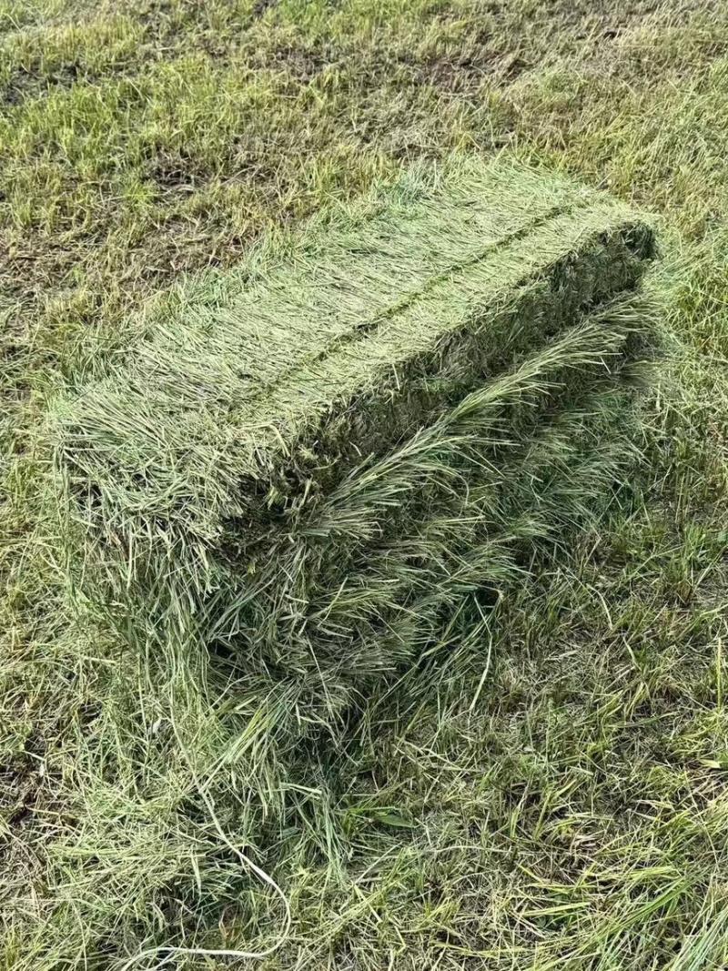 牧草