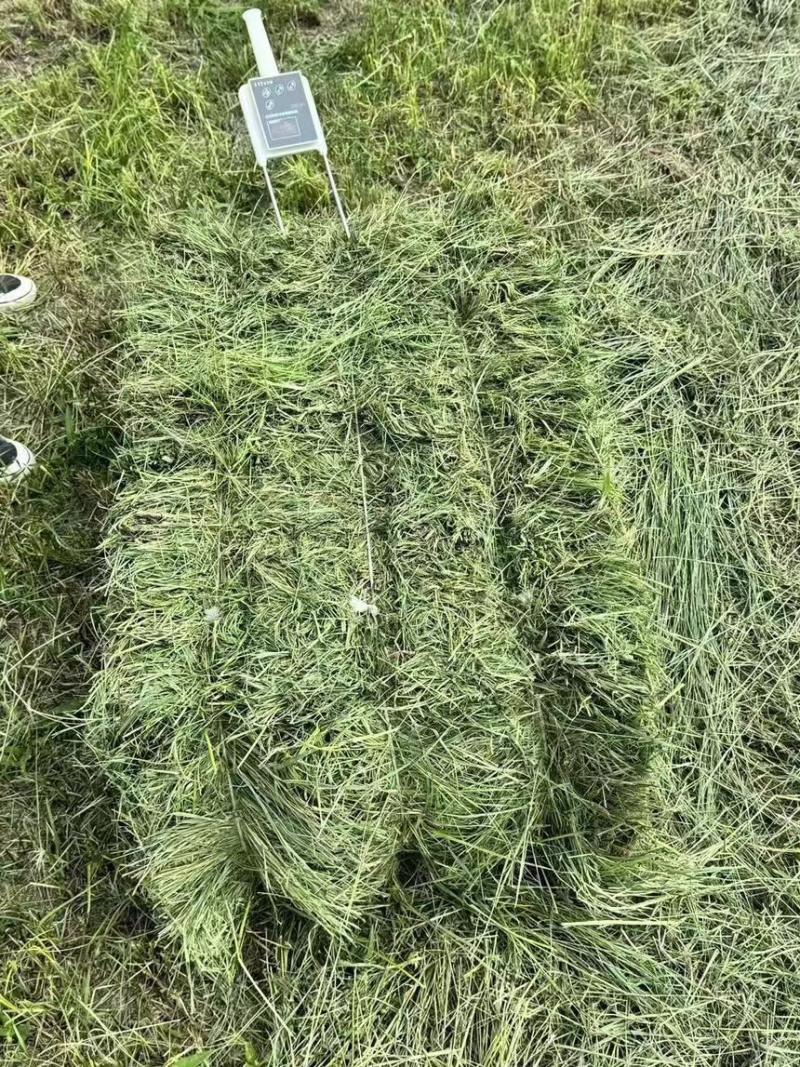 牧草
