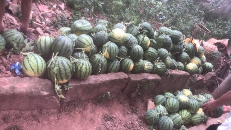 本地露天西瓜美都西瓜