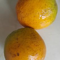 广西水果园；夏橙；