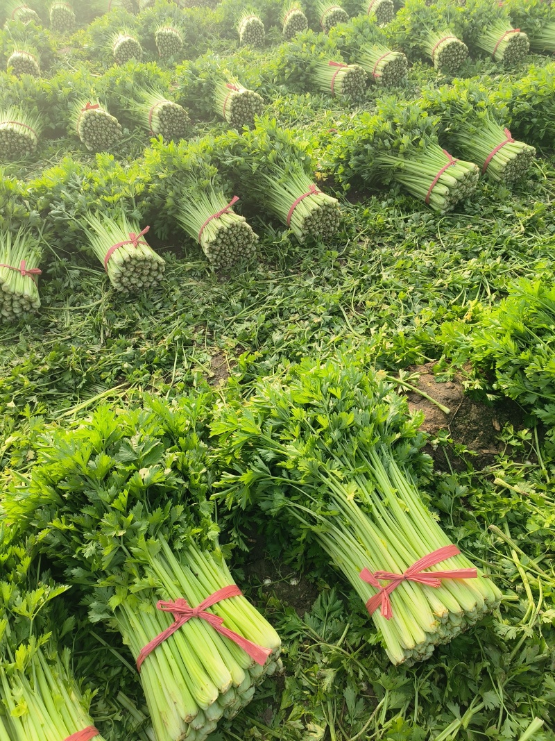 【热销】精品芹菜中小颗芹菜叶片好，杆子亮，诚信代收