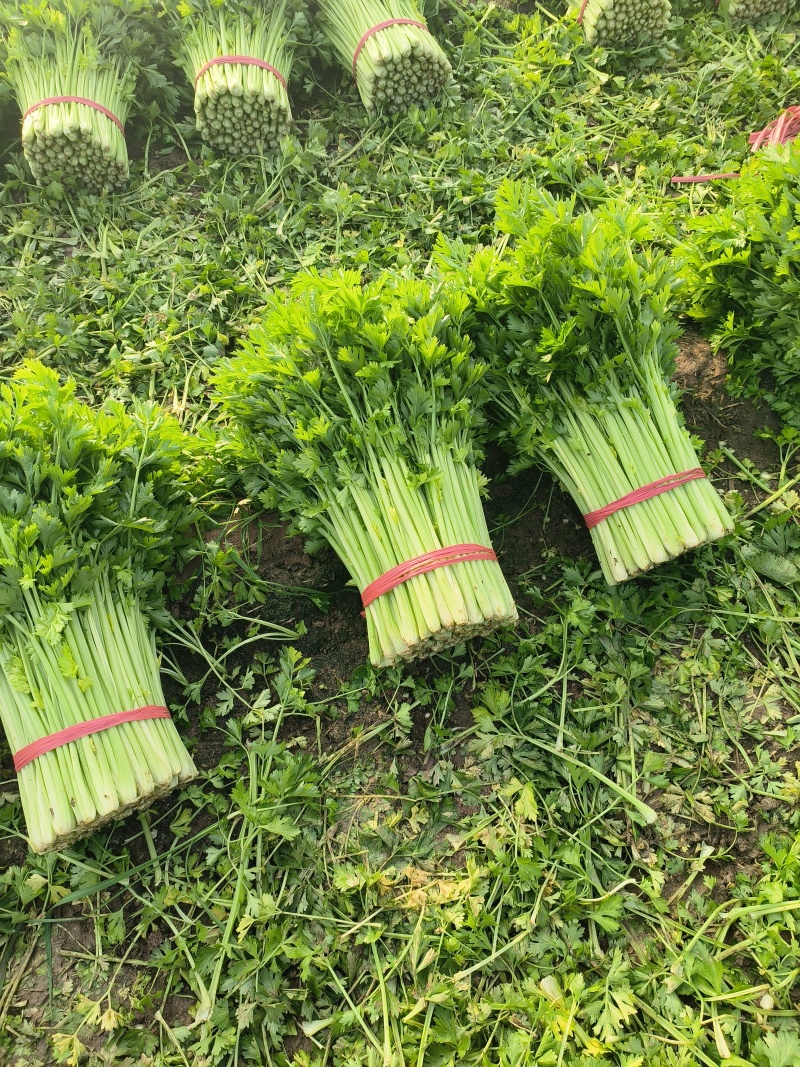 【热销】精品芹菜中小颗芹菜叶片好，杆子亮，诚信代收