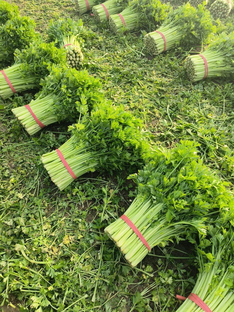 【热销】精品芹菜中小颗芹菜叶片好，杆子亮，诚信代收