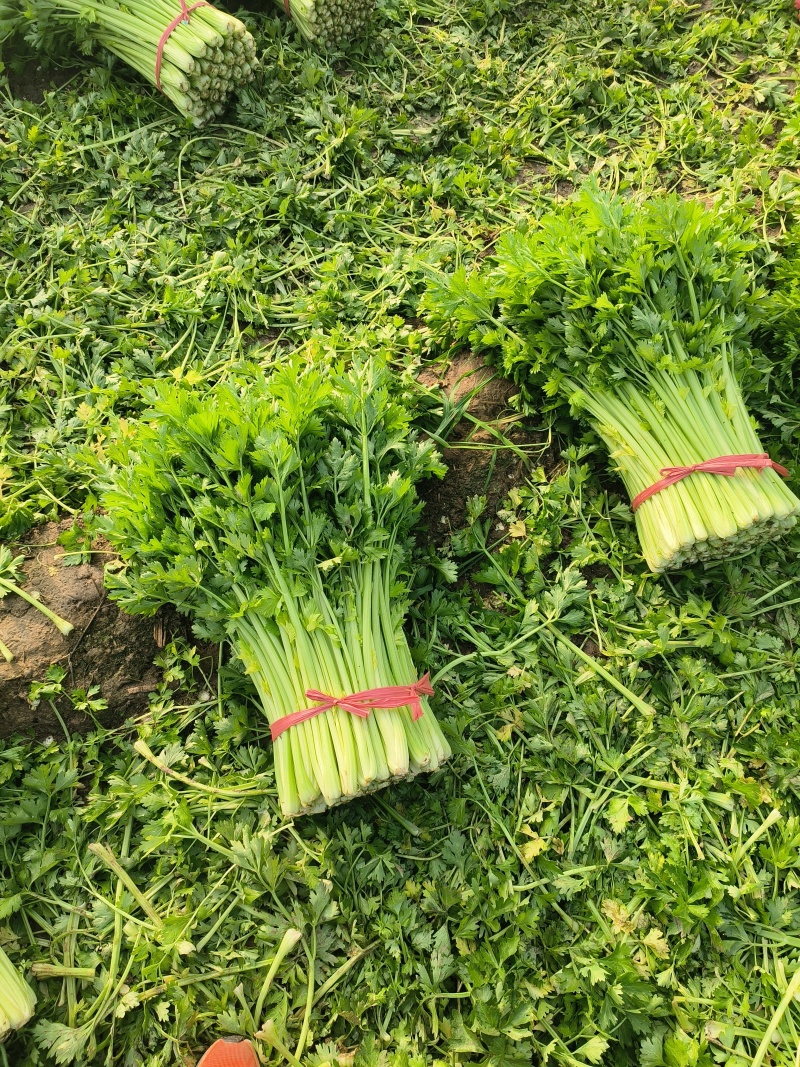【热销】精品芹菜中小颗芹菜叶片好，杆子亮，诚信代收