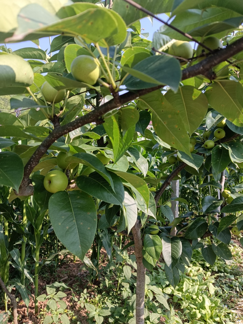 翠冠梨