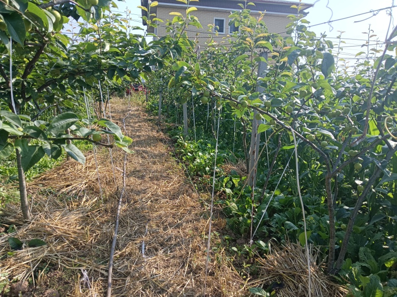 翠冠梨