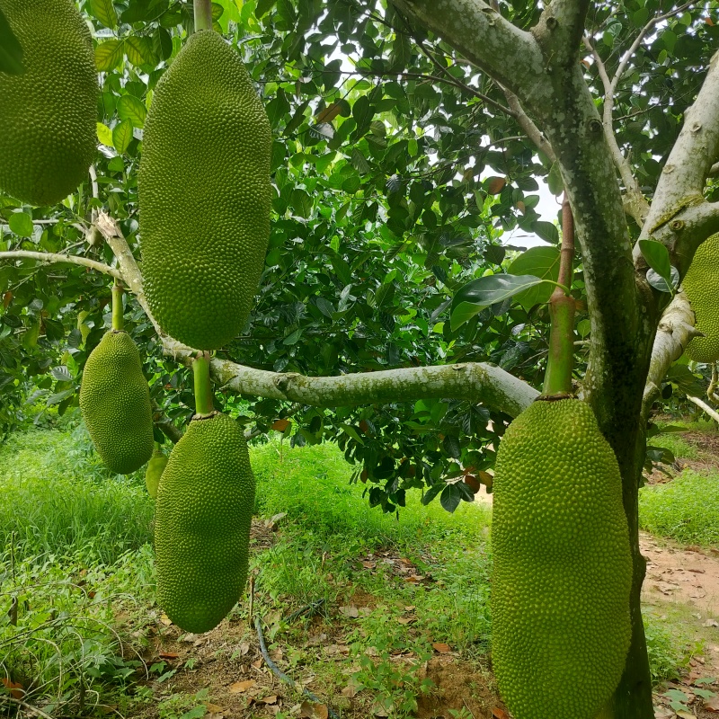 海南菠萝蜜泰八红肉马一黄肉大量供应现摘现发