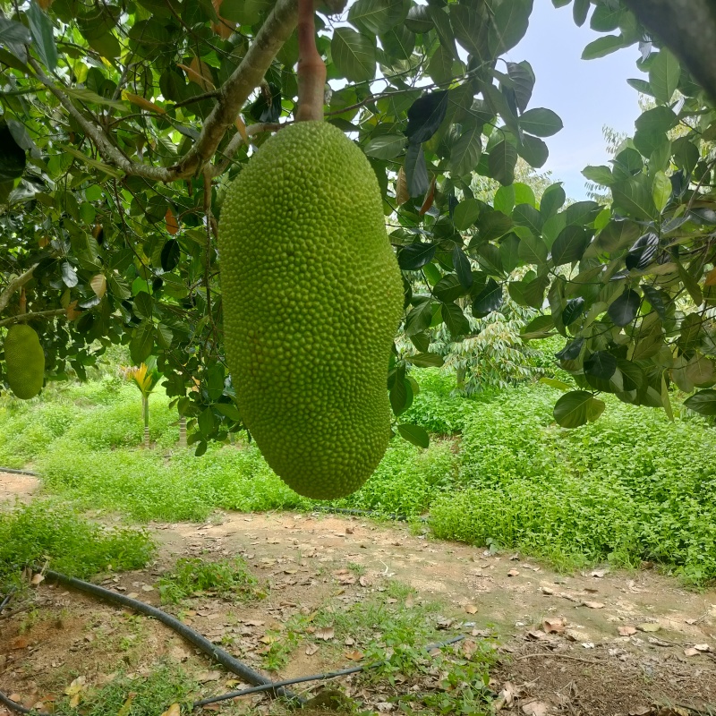 海南菠萝蜜泰八红肉马一黄肉大量供应现摘现发