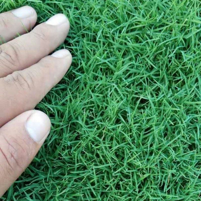 碱茅草种子耐旱耐盐碱护坡固土草籽风沙寒速生复绿草坪种子