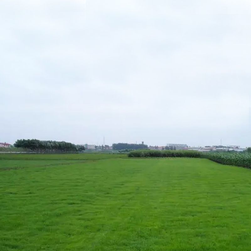 碱茅草种子耐旱耐盐碱护坡固土草籽风沙寒速生复绿草坪种子