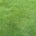 碱茅草种子耐旱耐盐碱护坡固土草籽风沙寒速生复绿草坪种子