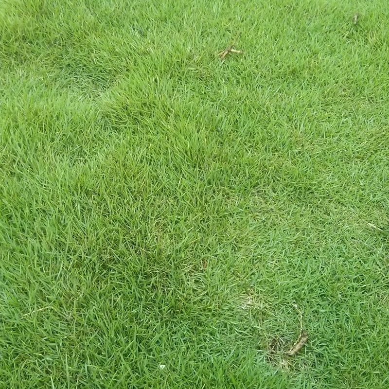 碱茅草种子耐旱耐盐碱护坡固土草籽风沙寒速生复绿草坪种子