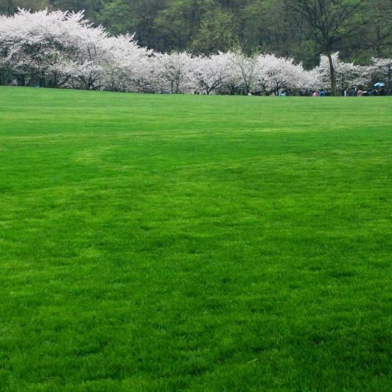 碱茅草种子耐旱耐盐碱护坡固土草籽风沙寒速生复绿草坪种子