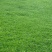 碱茅草种子耐旱耐盐碱护坡固土草籽风沙寒速生复绿草坪种子