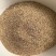 碱茅草种子耐旱耐盐碱护坡固土草籽风沙寒速生复绿草坪种子
