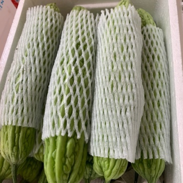 陕西西安油绿苦瓜，露天头茬新鲜上市油绿苦瓜大量上市