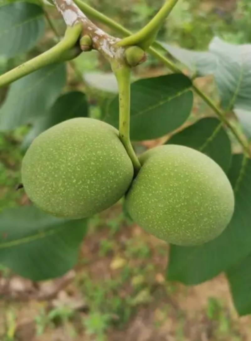 青皮核桃
