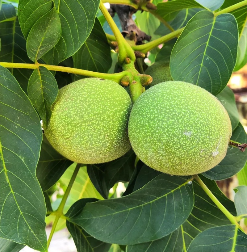 青皮核桃