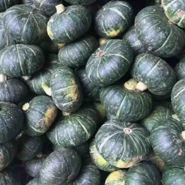 【推荐】板栗南瓜头茬精品货可分级打包货靓价全国发货
