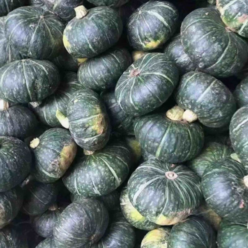 【推荐】板栗南瓜头茬精品货可分级打包货靓价全国发货