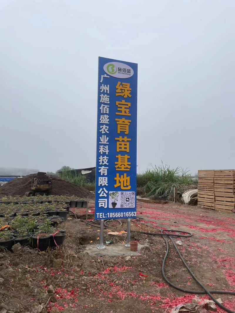 新的绿宝种苗