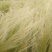 细茎针茅种子春秋播墨西哥羽毛草籽观赏马尾花镜庭院室外盆栽