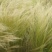 细茎针茅种子春秋播墨西哥羽毛草籽观赏马尾花镜庭院室外盆栽