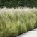 细茎针茅种子春秋播墨西哥羽毛草籽观赏马尾花镜庭院室外盆栽