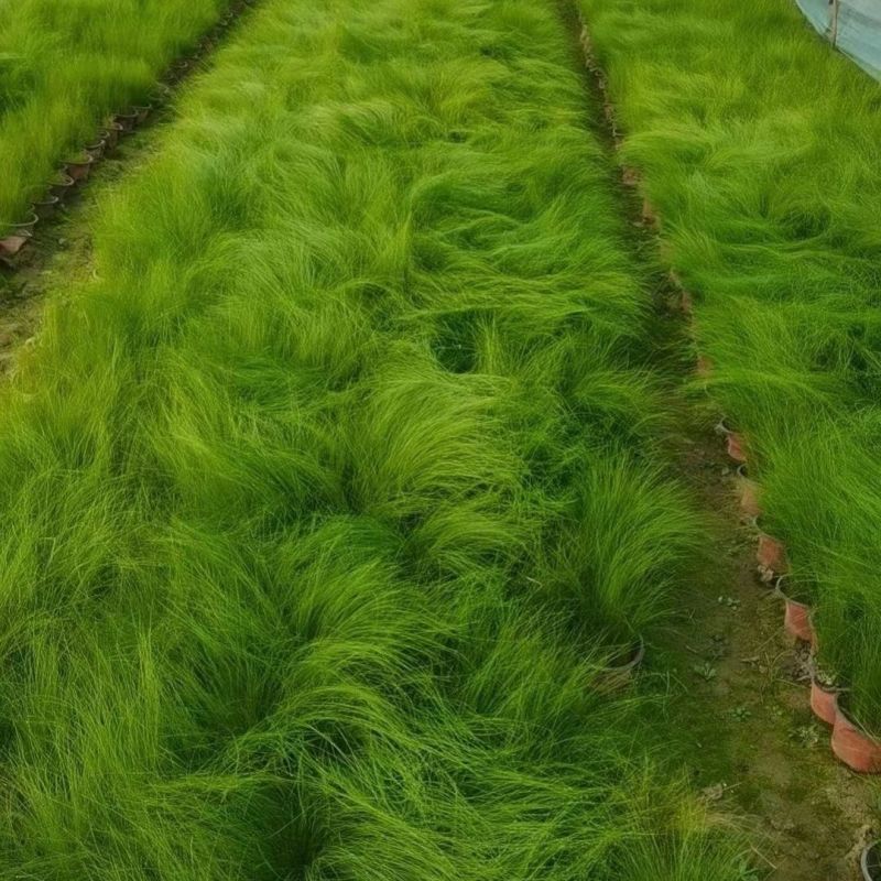 细茎针茅种子春秋播墨西哥羽毛草籽观赏马尾花镜庭院室外盆栽