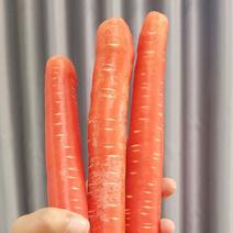 水果红萝卜新苗产地新鲜源头供应精品水果红萝卜欢迎批发订购