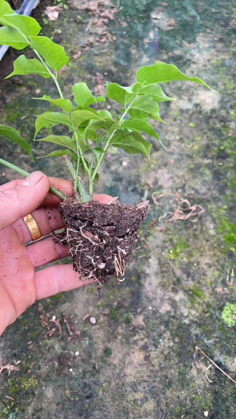 新品种绿宝种苗可视频看货产地直发提供技术指导存活高