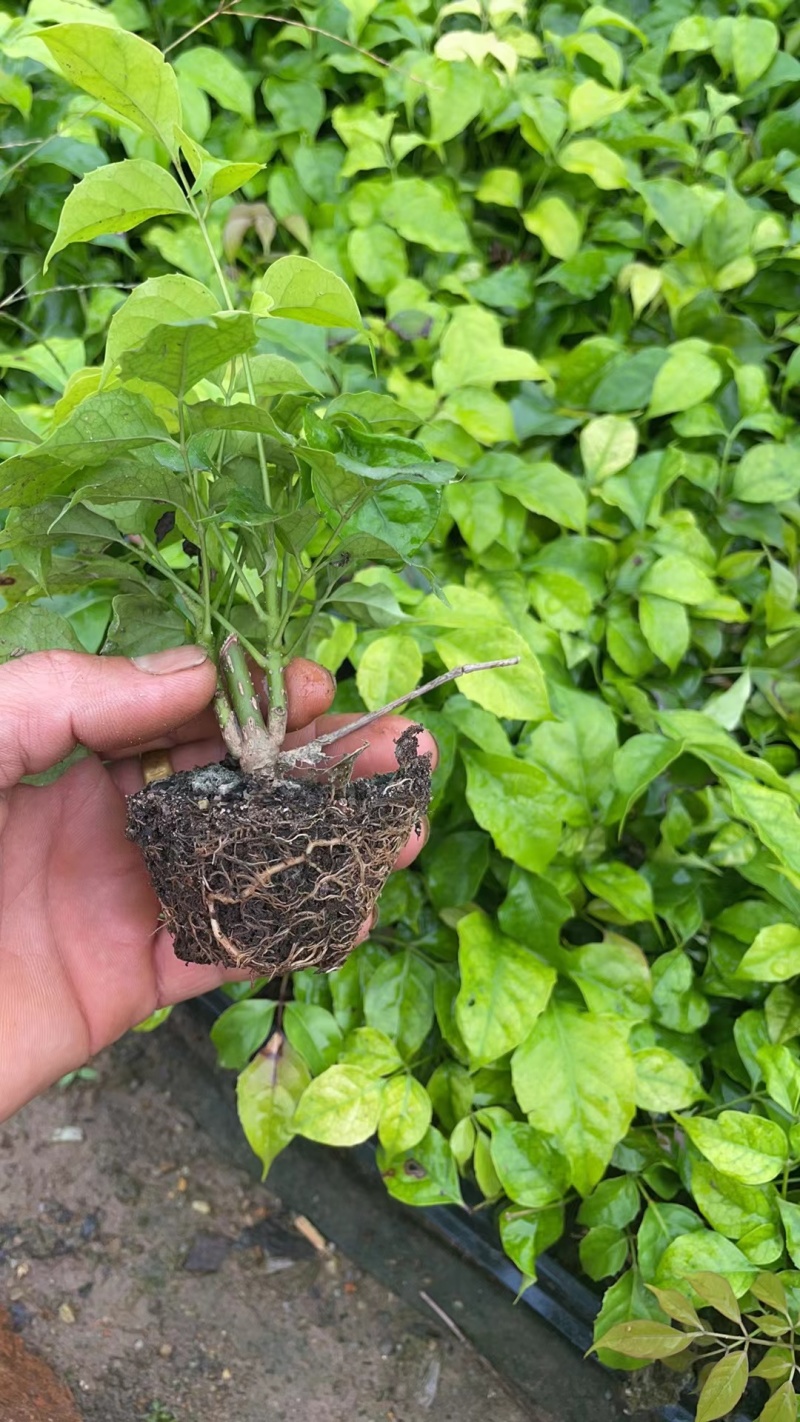 新品种绿宝种苗可视频看货产地直发提供技术指导存活高