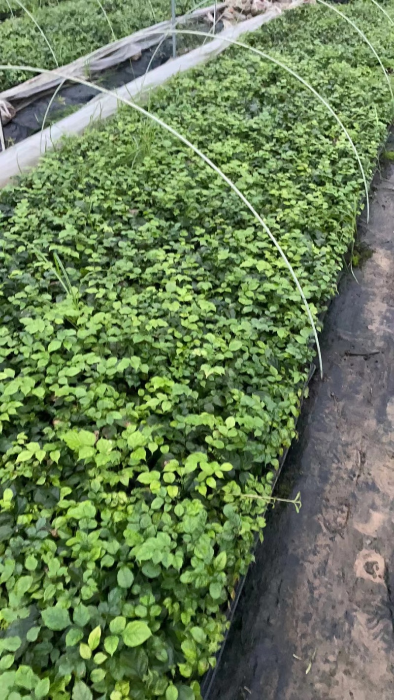 新品种绿宝种苗可视频看货产地直发提供技术指导存活高