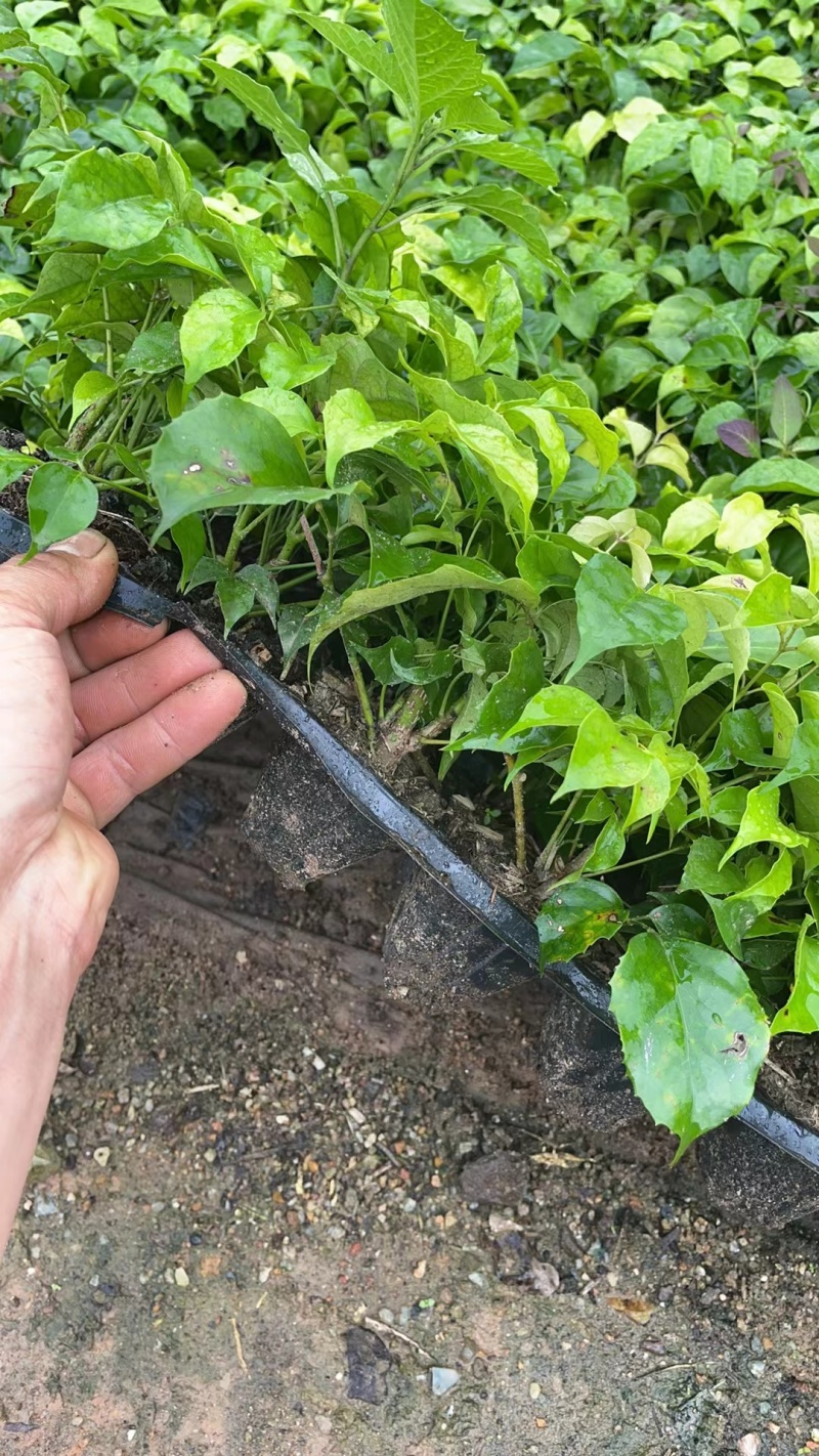 新品种绿宝种苗可视频看货产地直发提供技术指导存活高