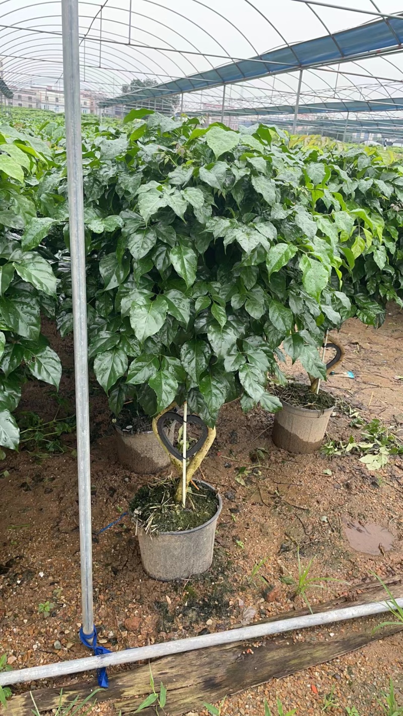 新品种绿宝种苗可视频看货产地直发提供技术指导存活高