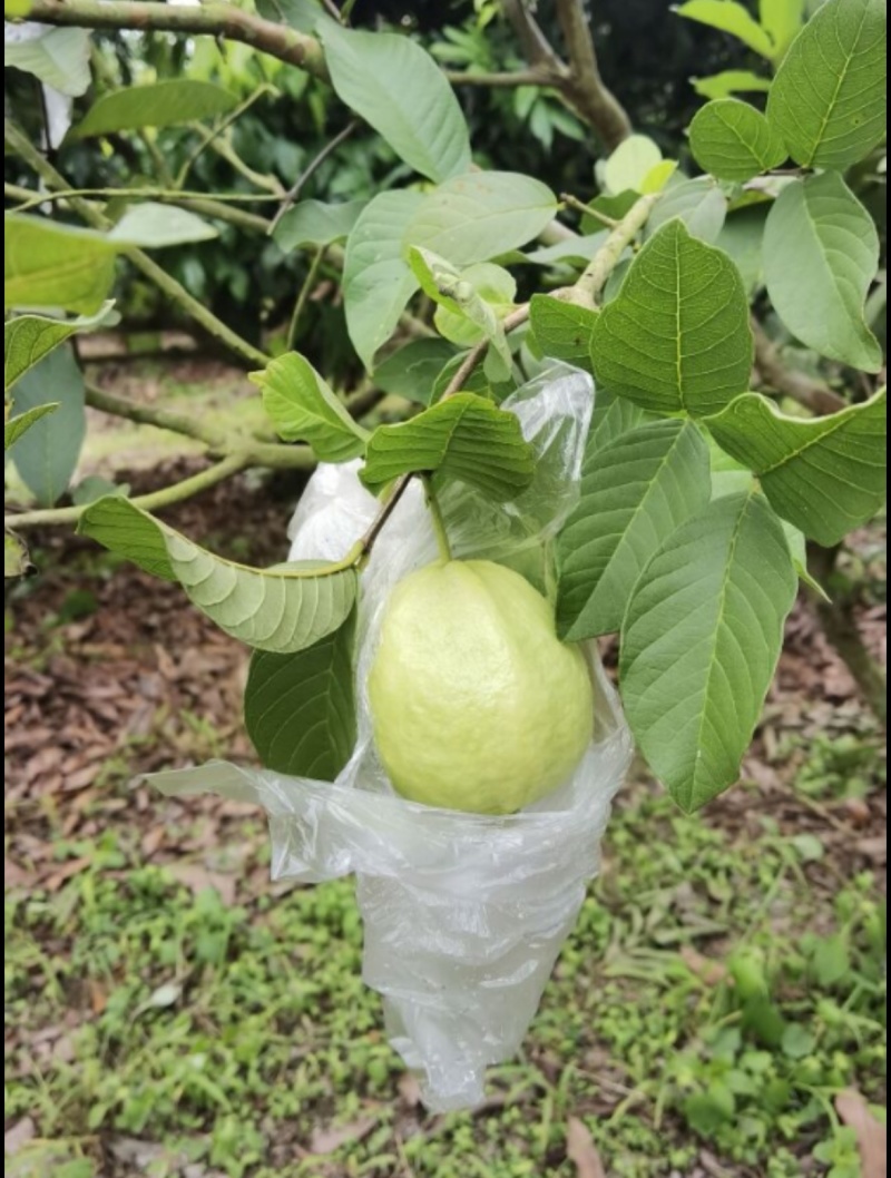 香糯珍珠奶油芭乐番石榴产地直销代办大量现货热售中