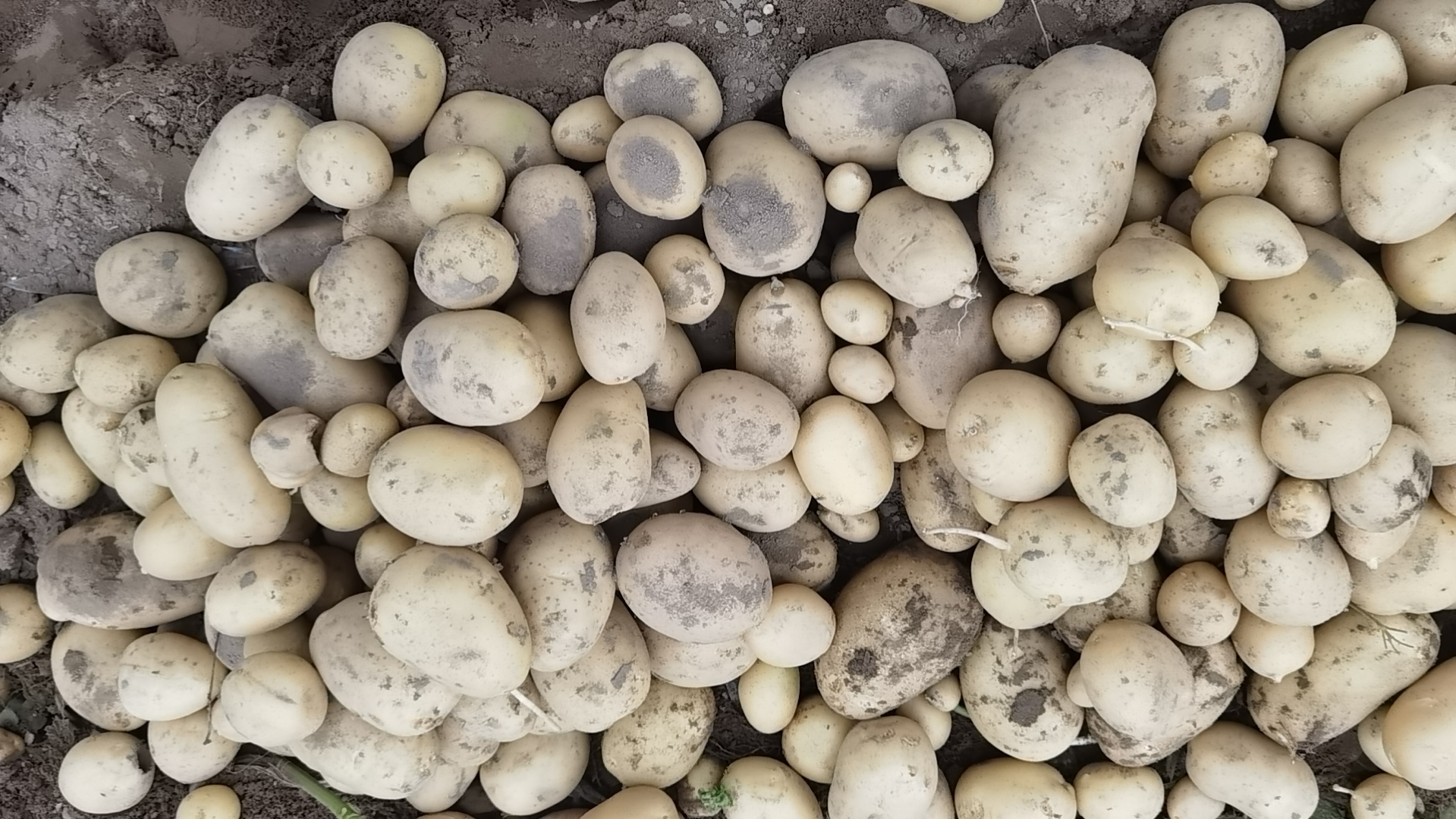 左侧为新鲜黄色表皮土豆,右侧为明显变绿的土豆,中间摆放一个削皮刀作为对比工具 新鲜土豆与变绿土豆对比图