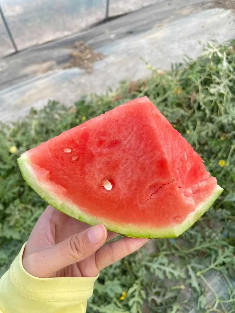 大棚西瓜美都自家种植包红包甜皮薄汁多糖度13+