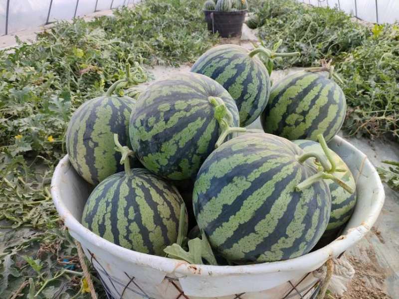 大棚西瓜美都自家种植包红包甜皮薄汁多糖度13+