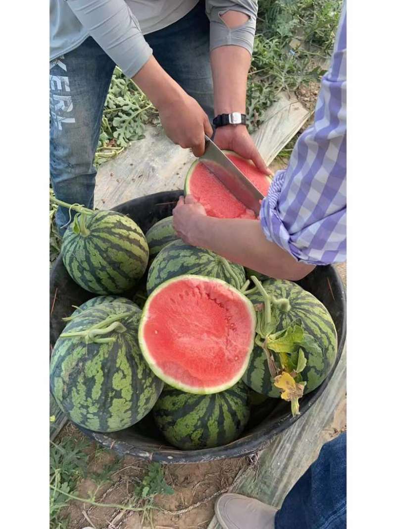 大棚西瓜美都自家种植包红包甜皮薄汁多糖度13+