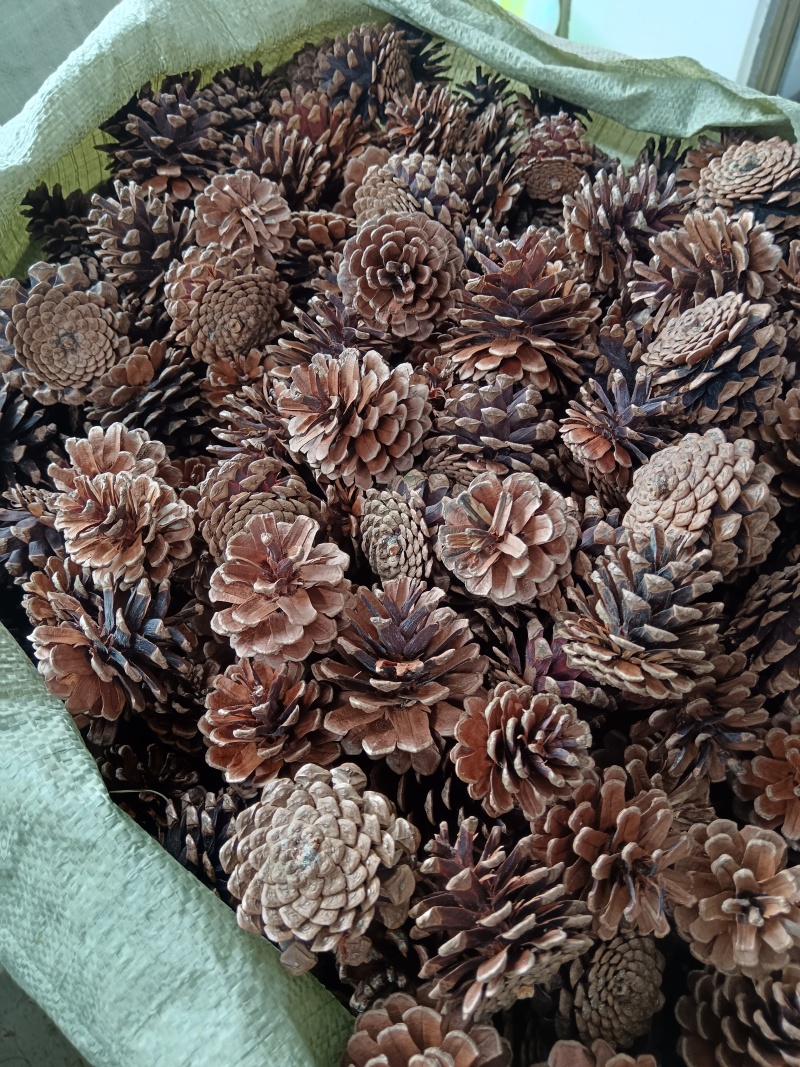 马尾松松塔一手货源，，可以挑大小，普通统货